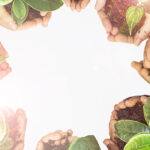 Hands holding small plants in a circle, symbolizing Environment Day at Mont Rose College